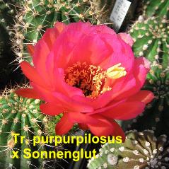 Tr. purpurpilosus x Sonnenglut.4.1.jpg 